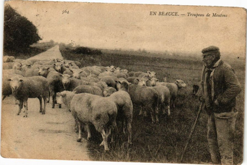 Carte postale ancienne En Beauce - Troupeau de Moutons