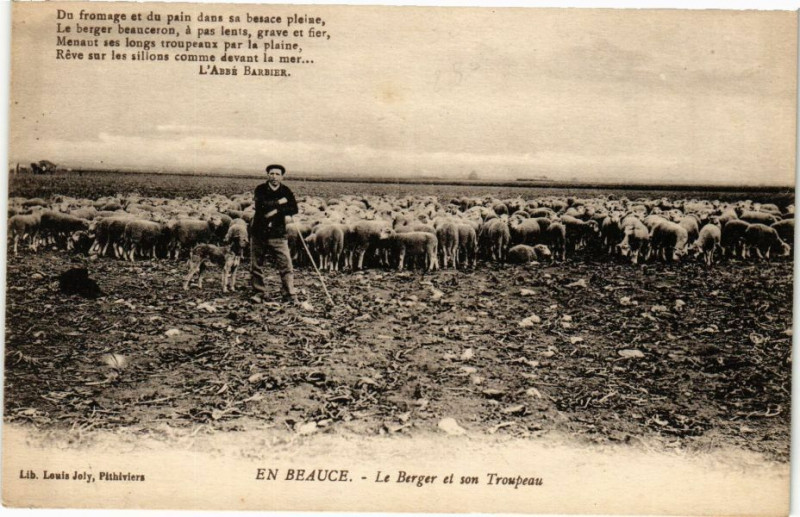Carte postale ancienne En Beauce - Le Berger et son Troupeau
