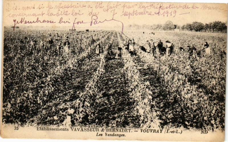 Carte postale ancienne Vouvray - Les Vendages à Vouvray