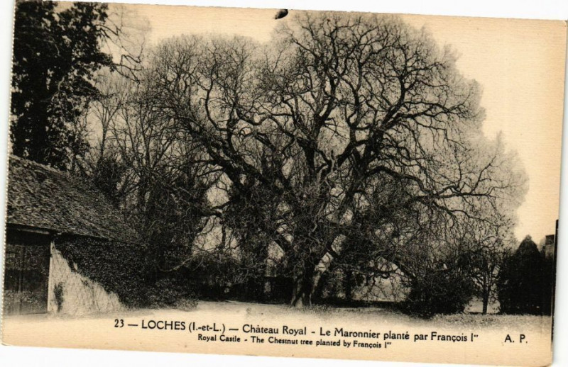 Carte postale ancienne Loches - Chateau Royal Marronnier planté par Francois Ier à Loches