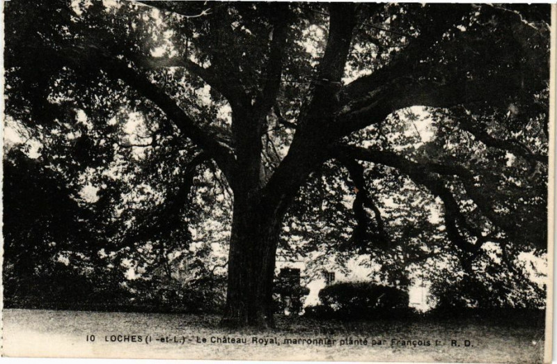 Carte postale ancienne Loches - Chateau Royal Marronnier planté par Francois Ier à Loches