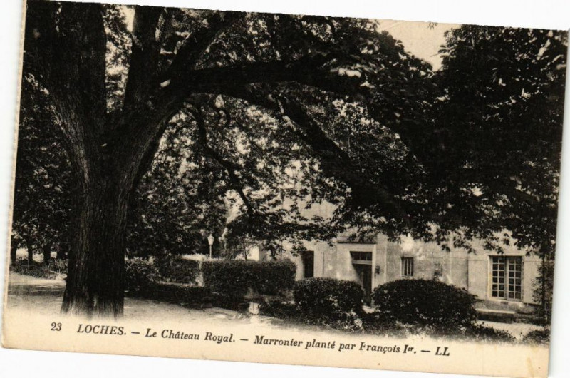 Carte postale ancienne Loches - Chateau Royal Marronnier planté par Francois Ier à Loches