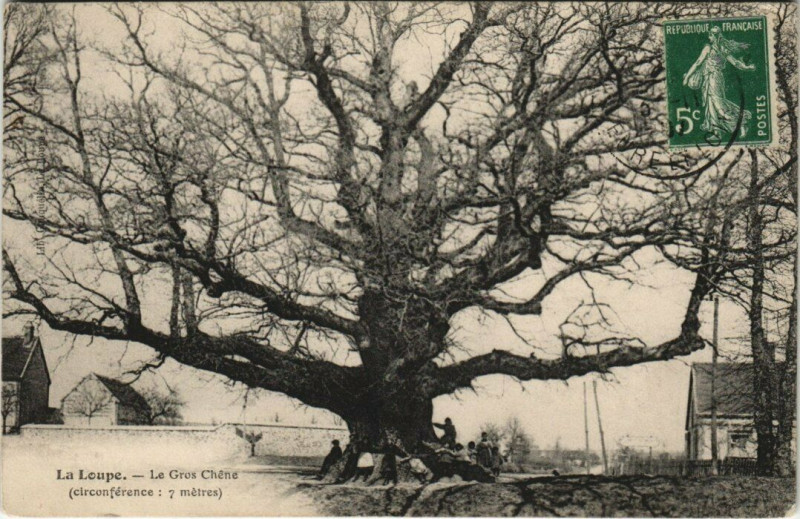 Carte postale ancienne La Loupe - Le Gros Chene à La Loupe
