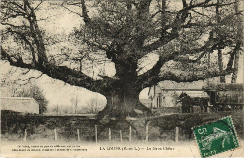 Carte postale ancienne La Loupe - Le Gros Chene à La Loupe
