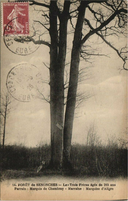 Carte postale ancienne Foret de Senonches - Les Trois Freres agés de 215 ans Parrain:... à Senonches