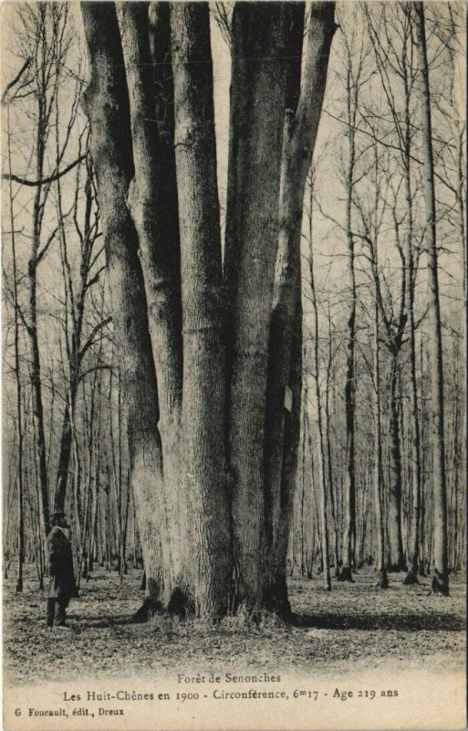 Carte postale ancienne Les Huit-Chénes en 1900 - Circonference 6m17 - Age 219 ans