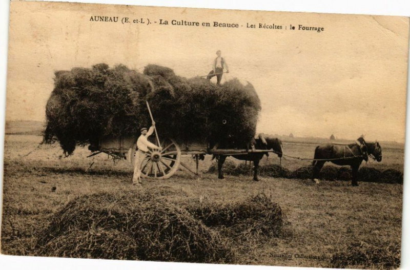 Carte postale ancienne Auneau - La Culture en Beauce-Les Récoltes : le Fourrage