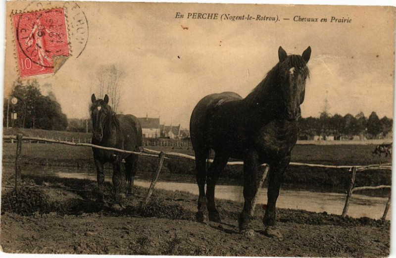Carte postale ancienne En Perche - Nogent-le-Rotrou - Chevaux en Prairie à Nogent-le-Rotrou