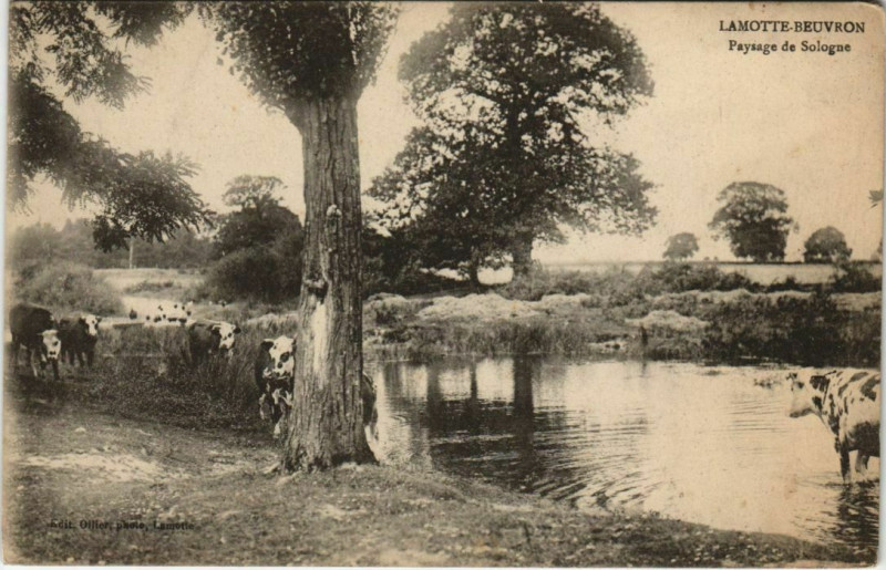 Carte postale ancienne La Motte Beuvron-Paysage de Sologne