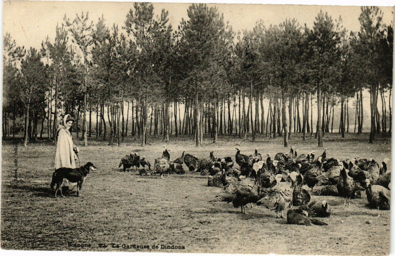 Carte postale ancienne Sologne - La Gardouse de Dindons