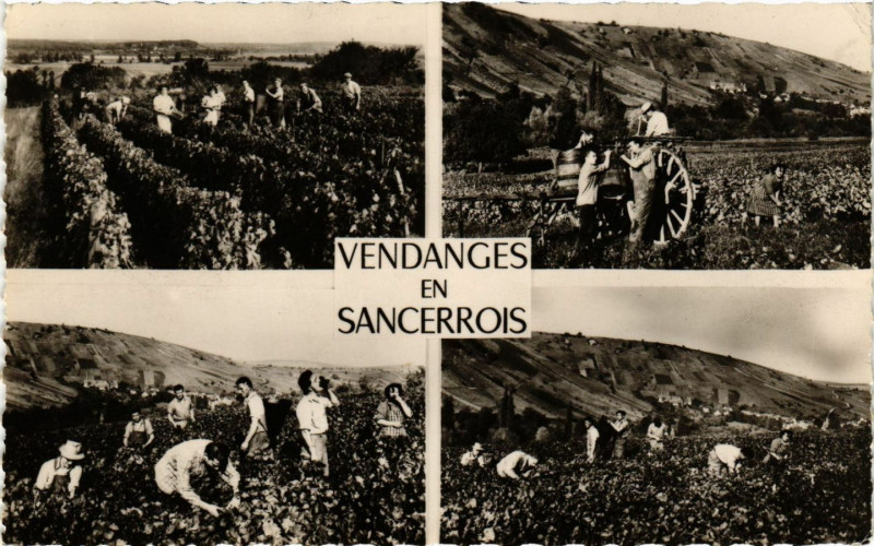 Carte postale ancienne Sancerre - Vendanges en Sancerrois à Sancerre