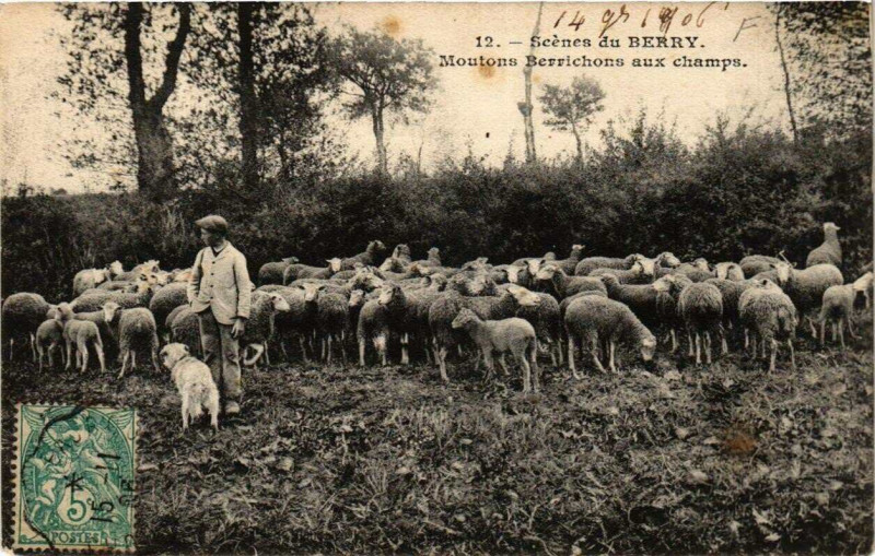 Carte postale ancienne Scenes du Moutons Berrichons aux champs