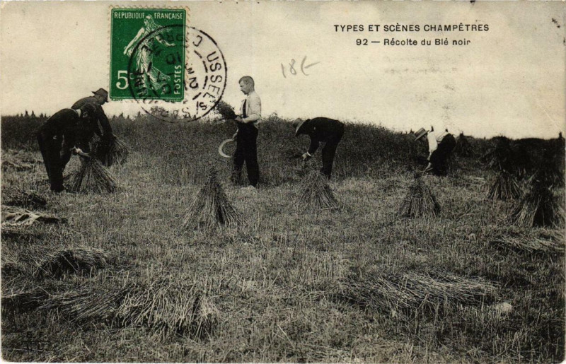 Carte postale ancienne Recolte du Ble noir