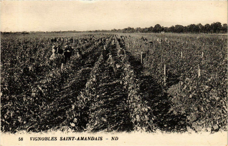 Carte postale ancienne Vignobles Saint-Amandais
