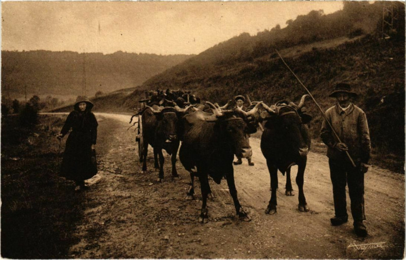 Carte postale ancienne Auvergne - Charroi du bois de chauffage