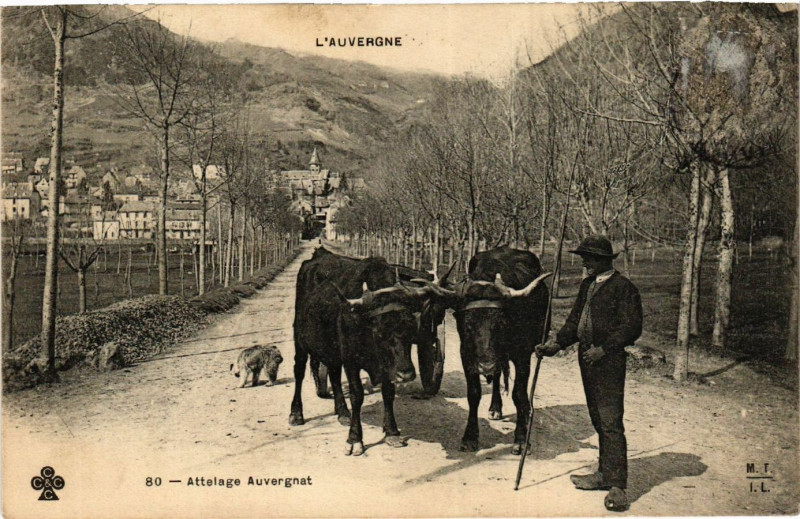 Carte postale ancienne Types L'Auvergne Attelage Auvergnat