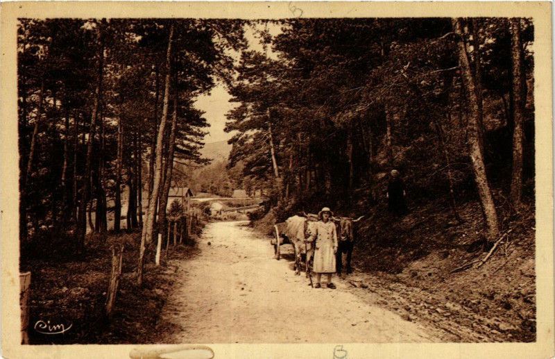 Carte postale ancienne Chabreloche Joli Sous-Bois à Chabreloche