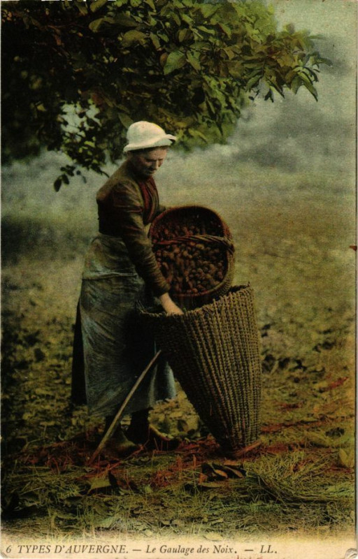 Carte postale ancienne Types d'Auvergne - Le Goulage des Noix