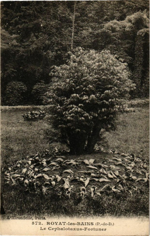 Carte postale ancienne Royat-les-Bains - Le cephalotaxus - Fortuner à Royat