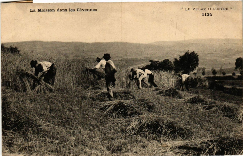 Carte postale ancienne La Moisson dans les Cevannes - 'Le Velay Illustre
