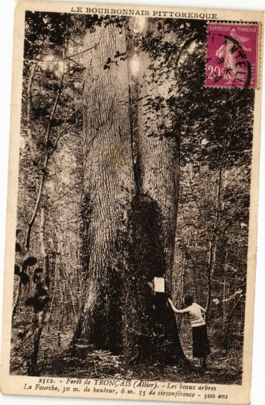 Carte postale ancienne Foret de Troncais - Les beaux arbres La Fourche