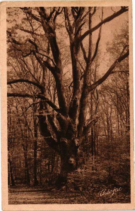 Carte postale ancienne Foret de Troncais - Le Chéne-Le Bouquet