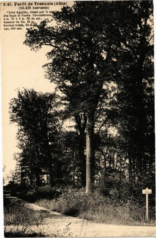 Carte postale ancienne Foret de Troncais - Allier-Chéne Appolon