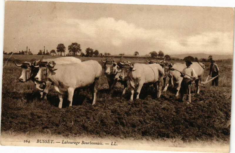 Carte postale ancienne Busset - Labourage Bourbonnais à Busset