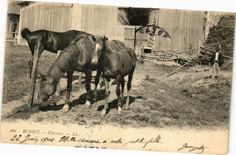 Carte postale ancienne Busset - Chevaux à Busset