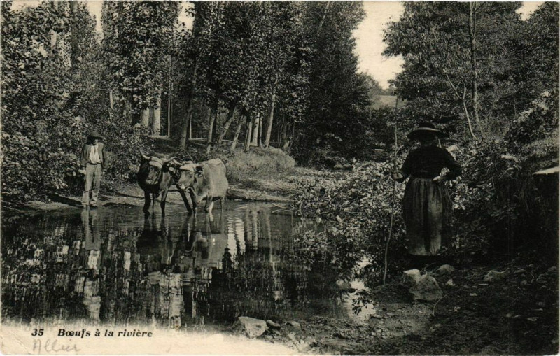 Carte postale ancienne Boeufs a la riviére