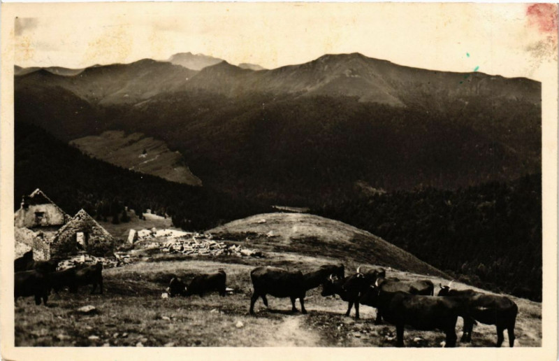 Carte postale ancienne Paturage au Plomb du Cantal