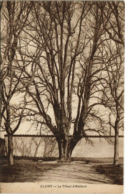 Carte postale ancienne Cluny - Le Tilleul d'Abelard à Cluny