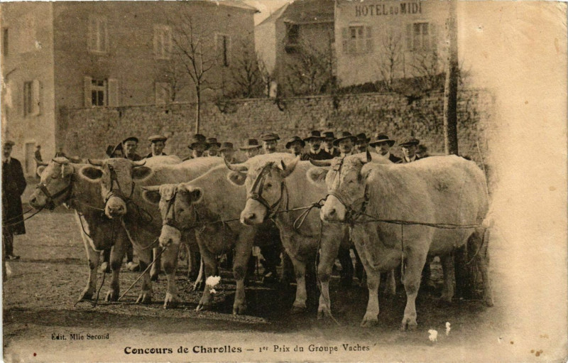 Carte postale ancienne Charolles Concours 1er Prix du Groupe Vaches à Charolles