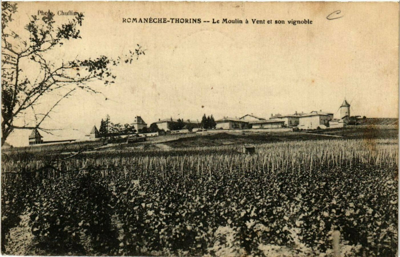 Carte postale ancienne Romaneche-Thorins - Le Moulin a Vent et son vignoble à Romanèche-Thorins