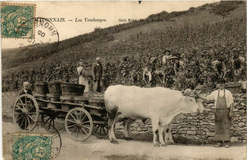 Carte postale ancienne Maconnais - Les Vendanges