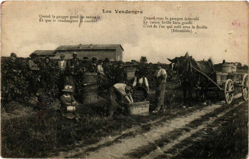 Carte postale ancienne Les Vendages