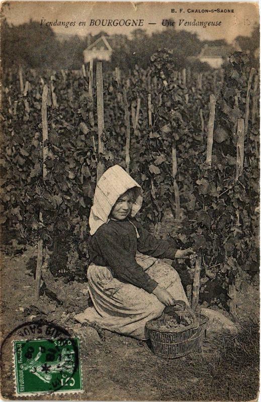 Carte postale ancienne Vendanges en Bourgogne Une Vendangeuse
