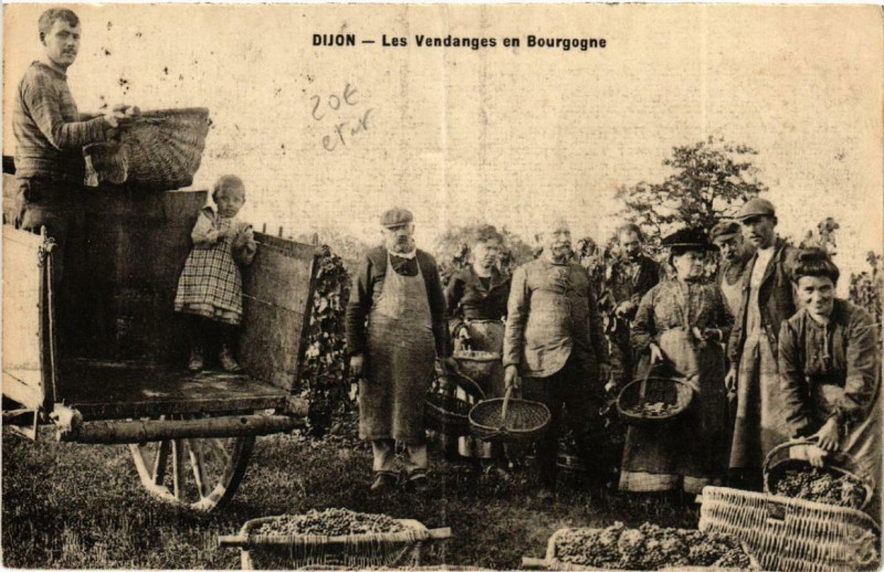 Carte postale ancienne Dijon Les Vendanges en Bourgogne à Dijon