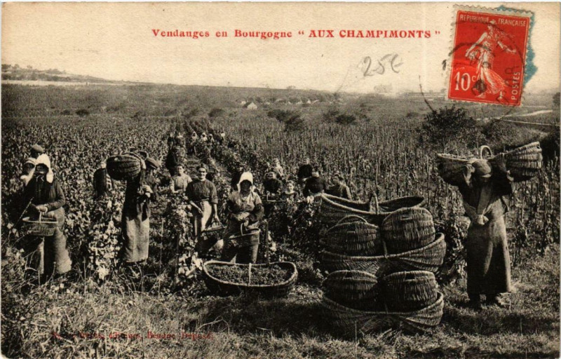 Carte postale ancienne Vendanges en Bourgogne Aux Champimonts