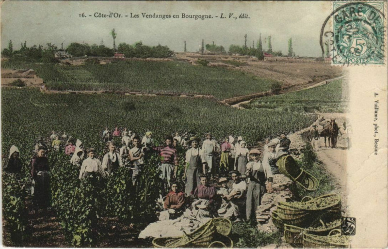 Carte postale ancienne Cote-d'Or - les vendanges en bourgogne