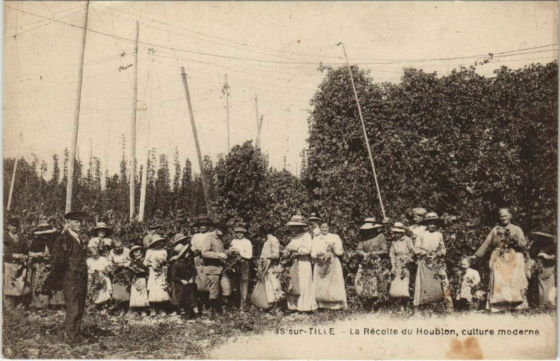 Carte postale ancienne Is-sur-Tille - La récolte du Hublon culture moderne à Is-sur-Tille