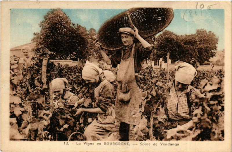 Carte postale ancienne La Vigne en Bourgogne - Scéne de Vendande