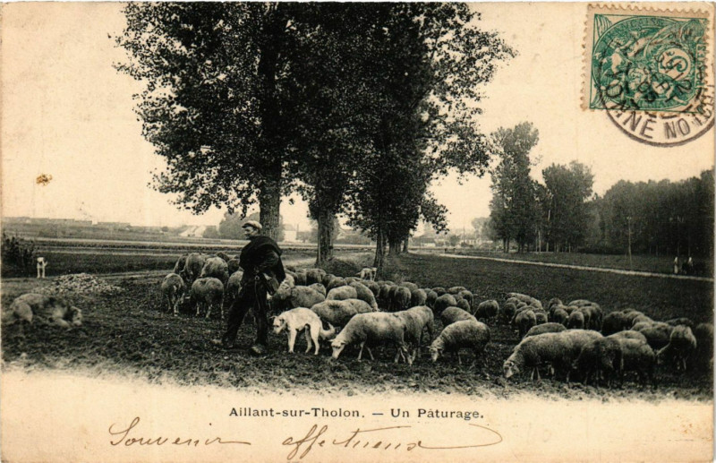 Carte postale ancienne Aillant-sur-Tholon - Un Paturage