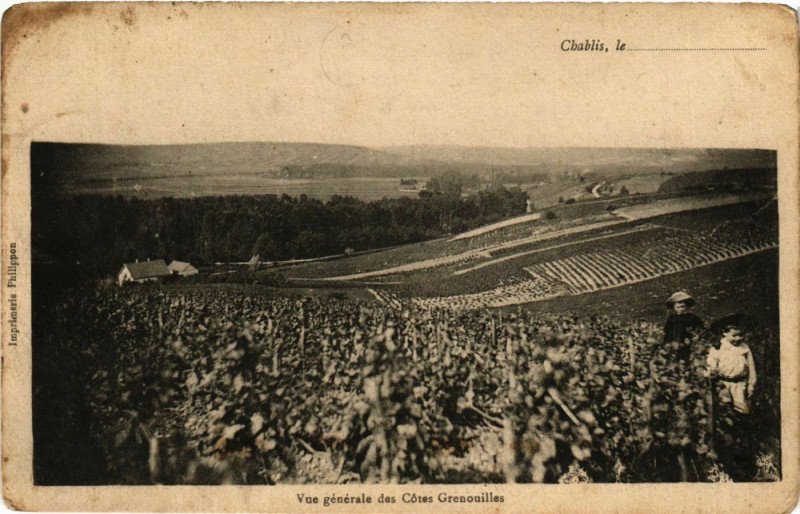 Carte postale ancienne Chablis le - Vue générale des Cotes Grenouilles à Chablis