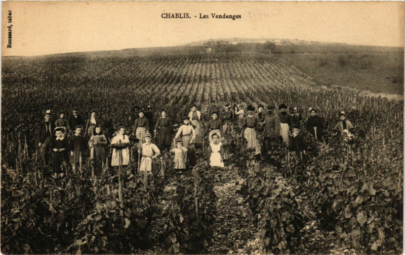 Carte postale ancienne Charblis - Les Vendanges