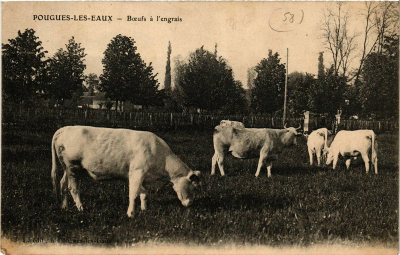 Carte postale ancienne Pougues-les-Eaux-Boeufs a l'engrais à Pougues-les-Eaux