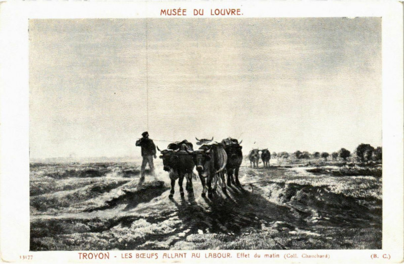 Carte postale ancienne Troyon - Les Boeufs Allant au Labour - Effet du Matin à Troyon