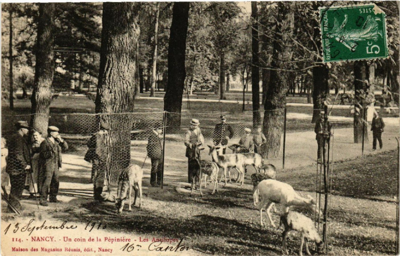 Carte postale ancienne Nancy - Un Coin de la Pepiniere - Les Antilopes à Nancy