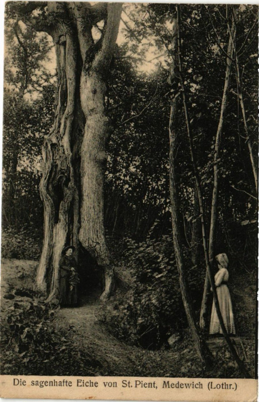 Carte postale ancienne Die Sagenhafte Eiche von Saint-Pient - Medewich