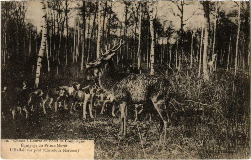 Carte postale ancienne Compiegne - Chasse a Courre en Foret de Compiegne à Compiègne